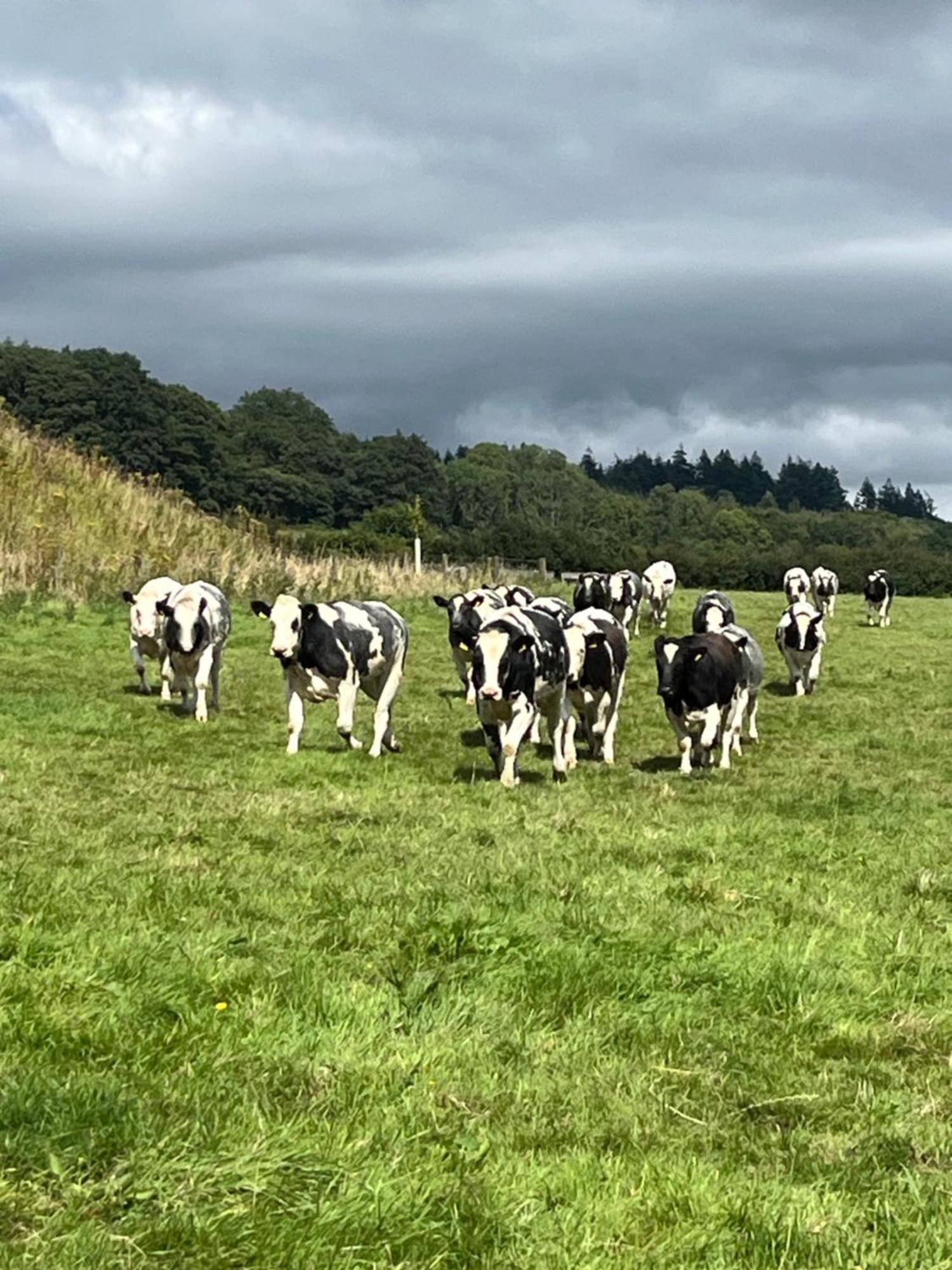 Lower Thornton Farm エクセター エクステリア 写真